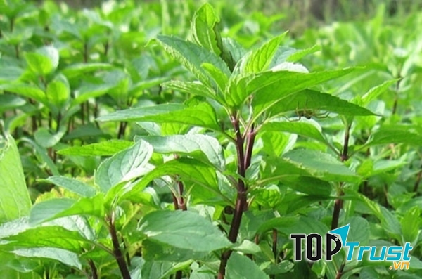 Rau húng quế (3 tháng cuối thai kỳ)