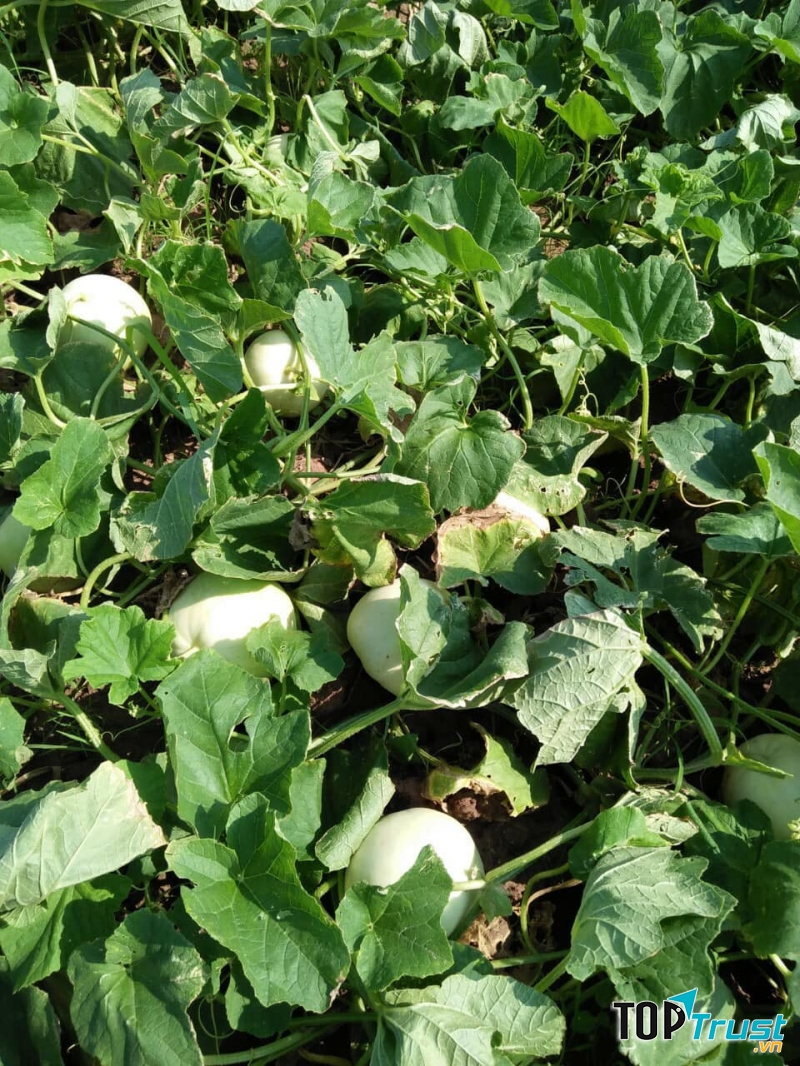 Vườn dưa lê trồng theo tiêu chuẩn an toàn.