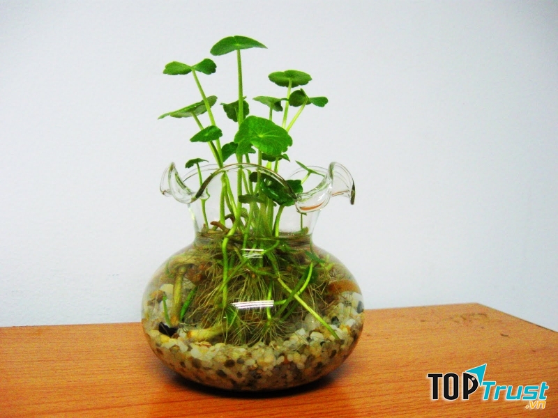 Rau má cảnh giúp loại bỏ mùi hôi, ẩm mốc