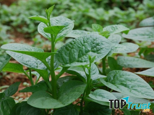 Điều trị mụn bằng rau mồng tơi