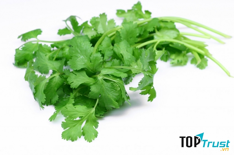 Rau mùi trị thâm môi hiệu quả.