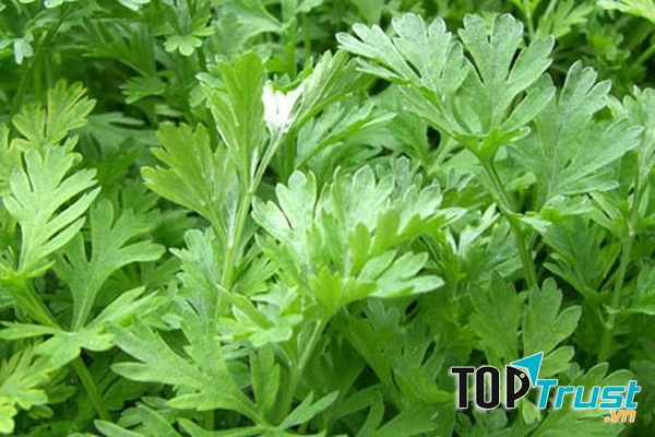 Rau ngải cứu cũng có khả năng gây sảy thai