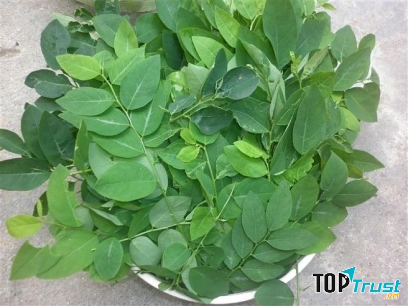 Rau ngót gây co bóp tử cung