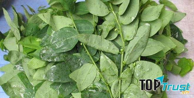 Rau ngót thực phẩm không nên ăn trong thời gian thai kỳ