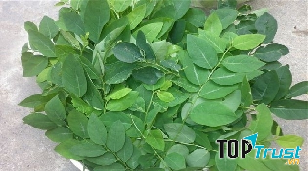 Lá rau ngót chữa ban sởi, ho, viêm phổi, sốt cao, đái rắt, tiêu độc.