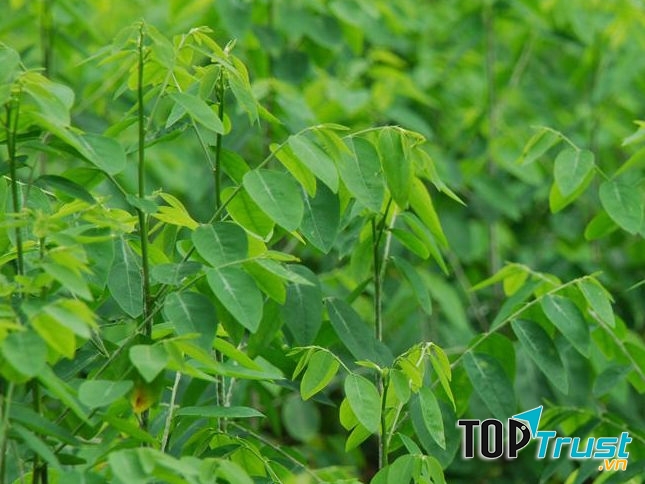 Ăn nhiều rau ngót có thể gây co thắt tử cung