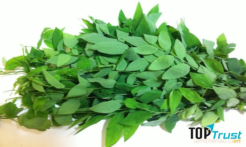 Papaverin trong rau ngót có thể làm sảy thai