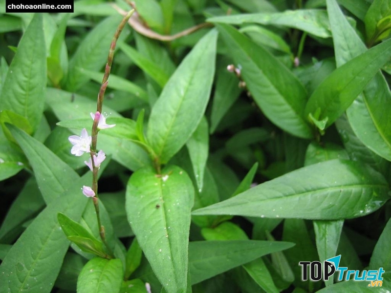 Rau răm nên hạn chế