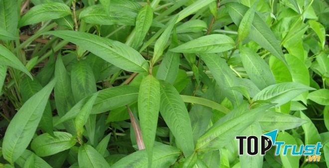 Rau răm gây xuất huyết bất thường