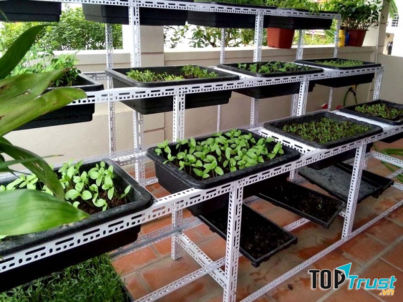 Dịch vụ trồng rau Rau sạch Đà Nẵng