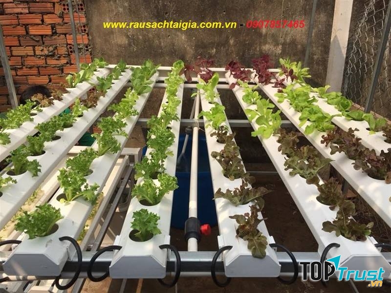 Dịch vụ trồng rau Rau sạch Đà Nẵng