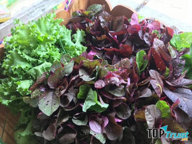 Rau sạch Huế Farm