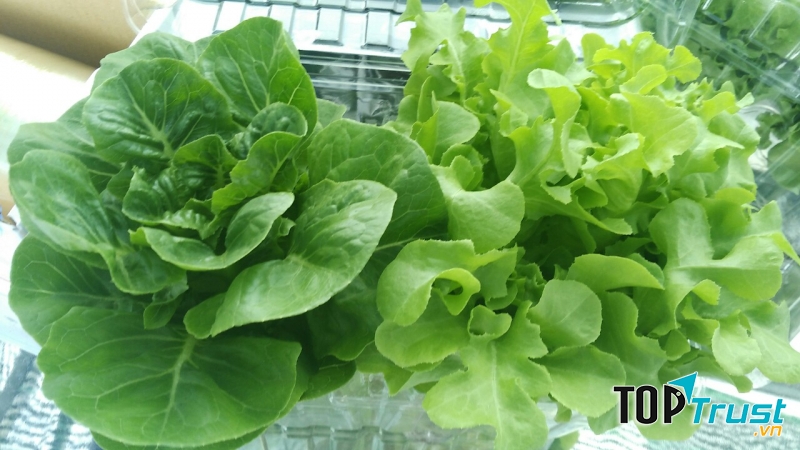 Rau sạch Vân Nội