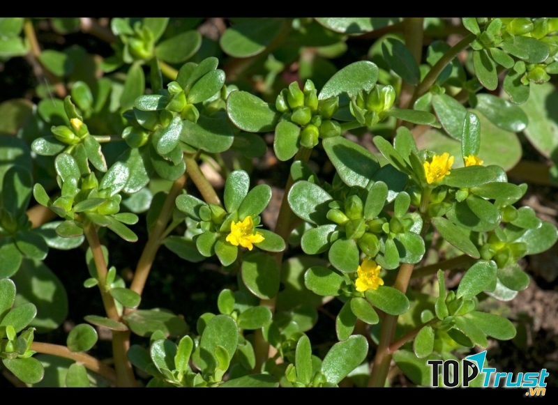 Lá rau sam dễ tìm ở ven bờ ruộng, bụi cỏ..