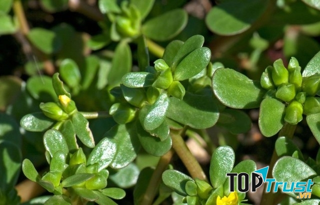 Rau sam loại thực phẩm tuyệt đối không nên ăn nếu không muốn mất con