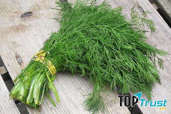 Dùng nước ép rau thì là để súc miệng hàng ngày 2 lần sáng và tối.