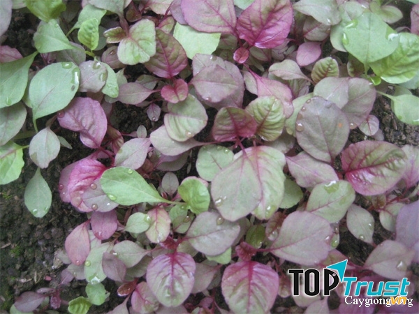 Hợp chất có trong rau dền rất tốt trong làm lành vết thương