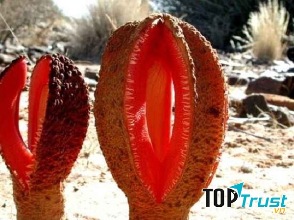 Rễ Hydnora Africana