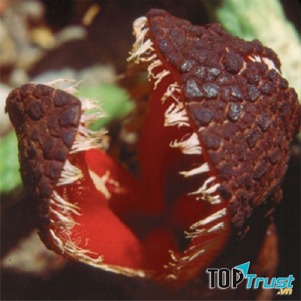 Rễ Hydnora Africana