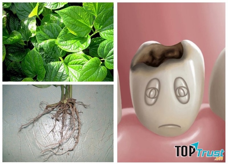 Rễ lá lốt chữa sâu răng