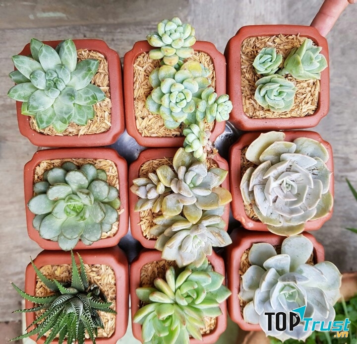 RiBi Garden - Vườn Sen Đá Phan Thiết