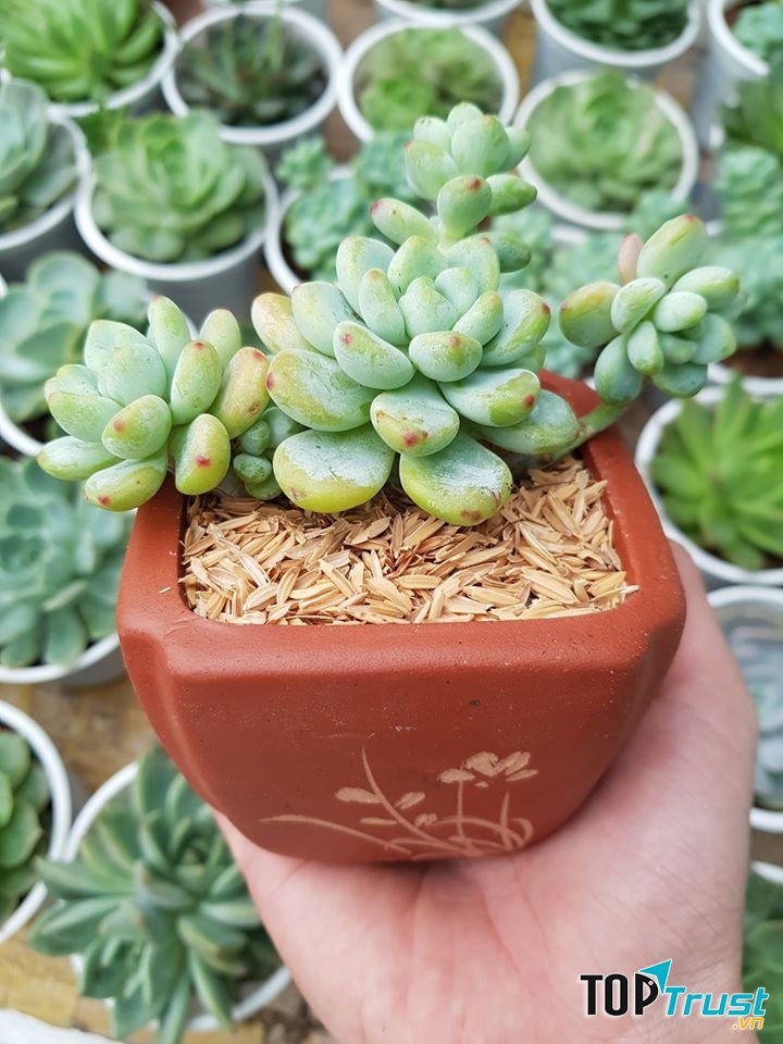 RiBi Garden - Vườn Sen Đá Phan Thiết