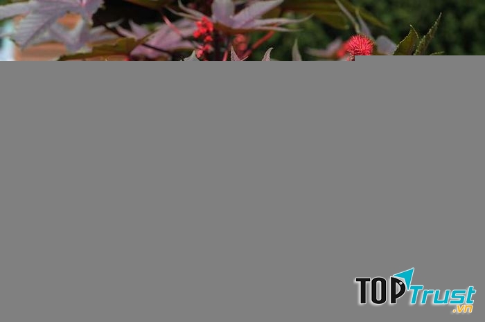 Thầu dầu vừa mang độc tính và vừa có thể chữa bệnh