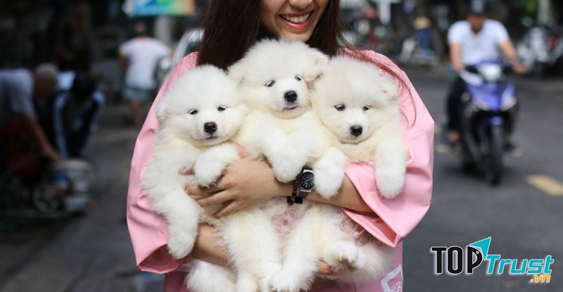 Những chú cún siêu đáng yêu