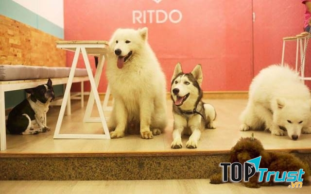 RITDO - Pet Coffee & Spa