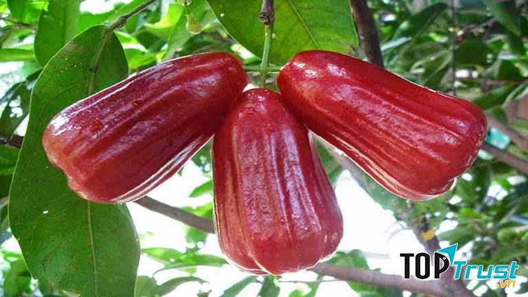 Hàm lượng chất xơ cao trong roi còn giúp giảm tình trạng táo bón và giúp lượng đường hấp thu vào trong máu từ từ.