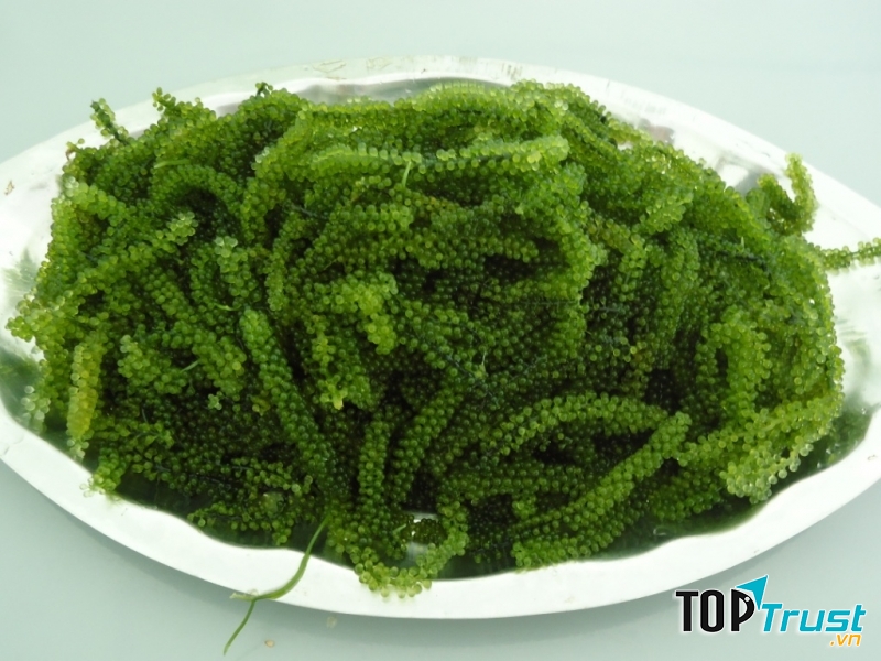 Rong biển tươi