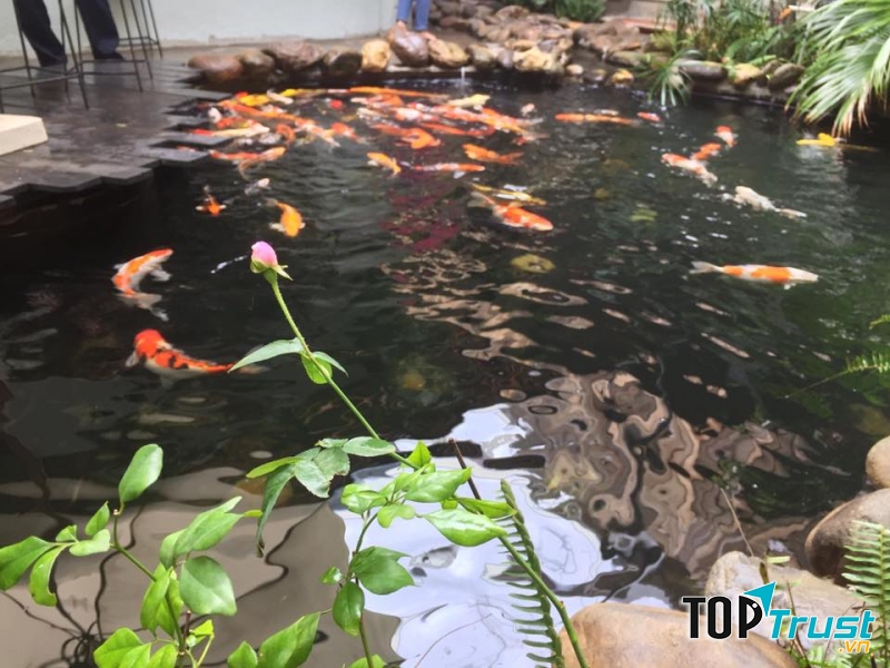 Quán có hồ cá Koi đủ màu sắc rất đẹp