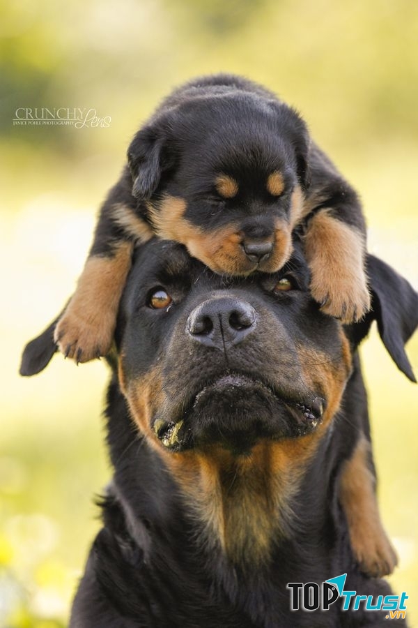 Rottweiler - một trong những loài chó cảnh thông minh nhất thế giới