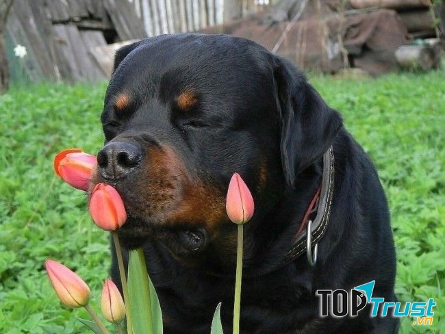 Rottweiler - một trong những loài chó cảnh thông minh nhất thế giới