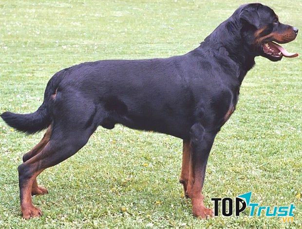 Chó Rottweiler