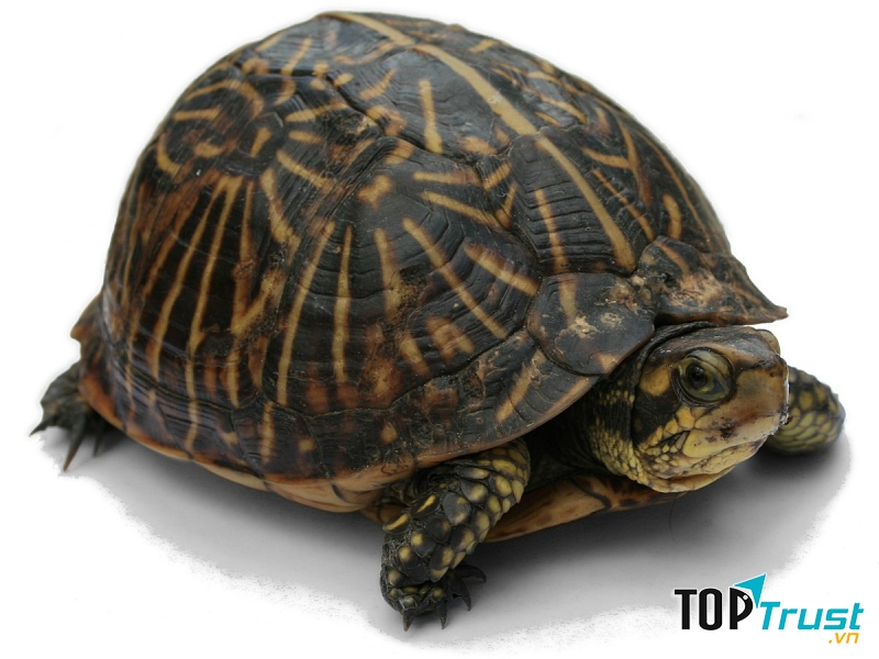 Rùa có thể sống lên tới 200 năm tuổi