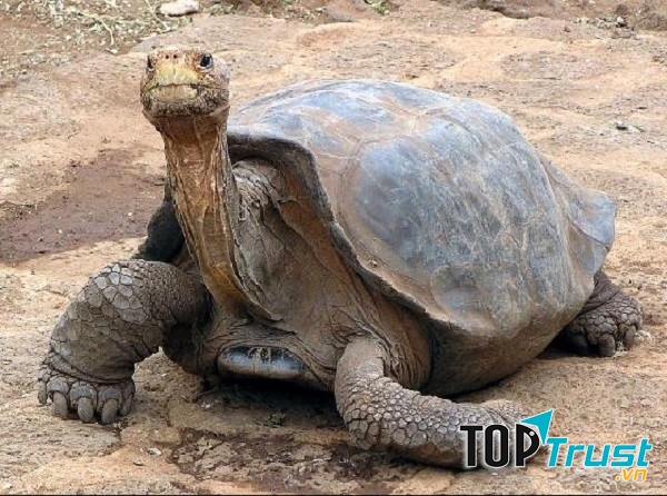 Rùa đảo Pinta