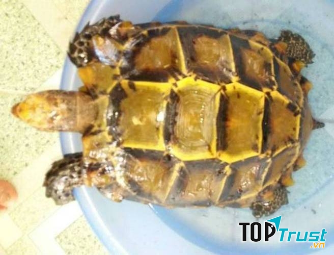 Người ta đồn nhau rằng, rùa vàng là loài cực quý hiếm.