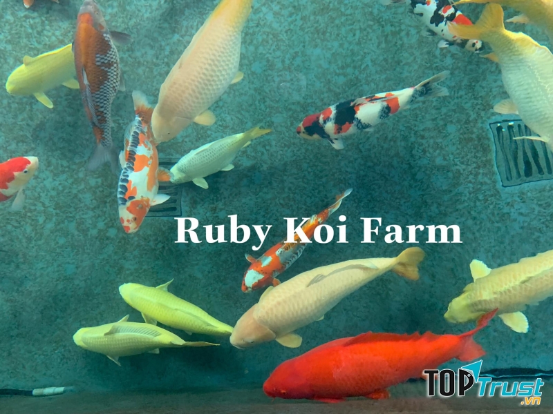 Ruby Koi Farm - Cá chép Nhật