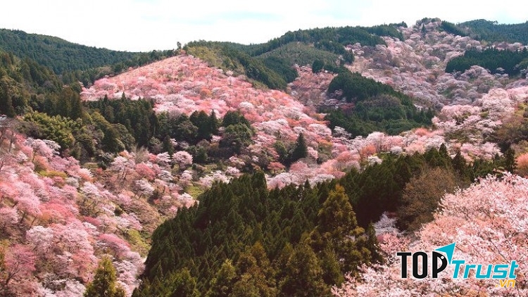 Rực rỡ sắc hoa anh đào vùng núi Yoshino -  Nhật Bản