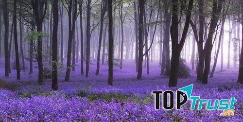 Rừng Bluebell, Anh