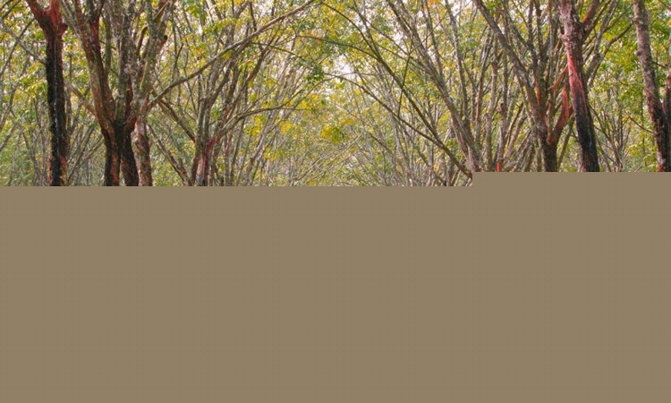 Rừng cao su Bù Đăng