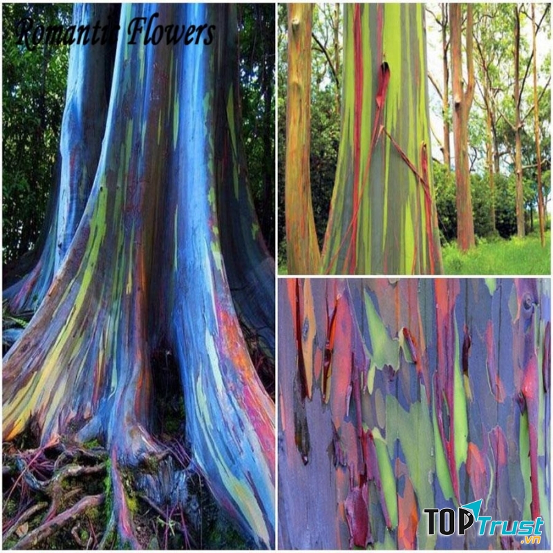 Một cây bạch đàn cầu vồng