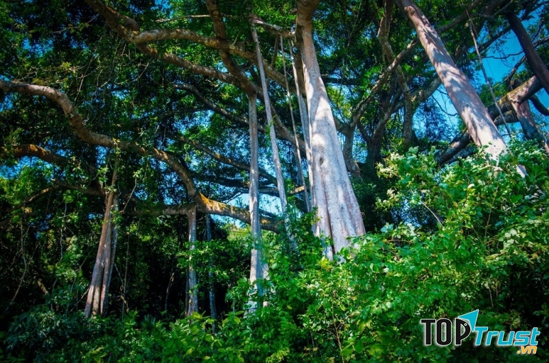 Mát mẻ với những tán cây xum xuê.