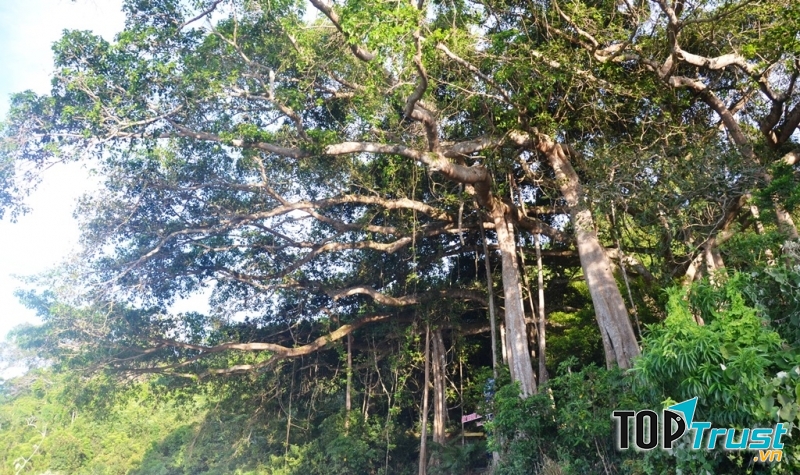 Cây đa cổ thụ ngàn năm.