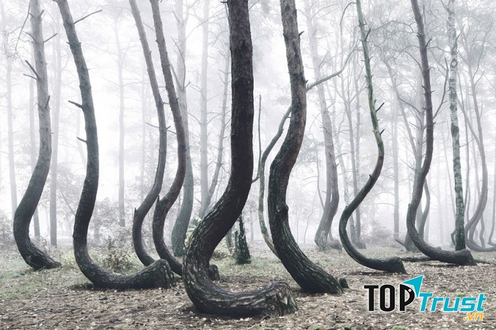 Rừng Crooked, Ba Lan