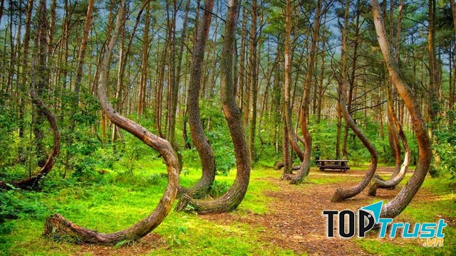 Rừng Crooked có tới khoảng 400 cây thông với phần gốc uốn cong 90 độ