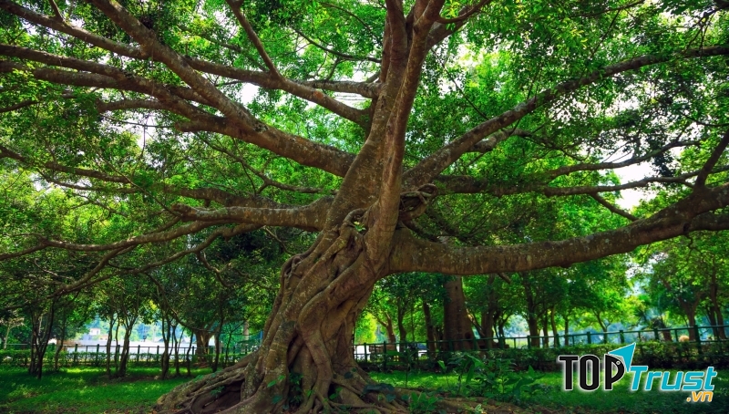 Rừng Cúc Phương, Ninh Bình