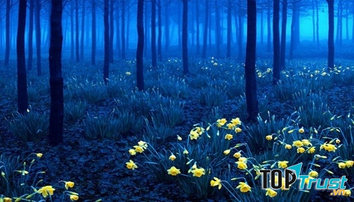 Rừng Đen hay còn có tên gọi khác là Schwarzwald