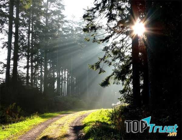 Đến rừng Đen, bạn sẽ có thể được chiêm ngưỡng vẻ đẹp đến tinh khiết của thiên nhiên